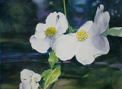 Dogwood Blossoms